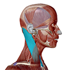 Musculus sternocleidomastoideus