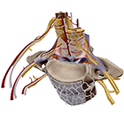 Vertebral Column Cross Section